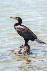 Great cormorant, Phalacrocorax carbo, standing on a stone on the sea shore.