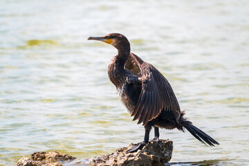 Great cormorant, Phalacrocorax carbo, sits on stone and dries its wings on the wind.