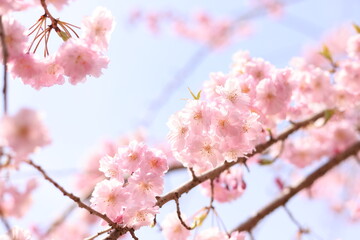 Fototapeta na wymiar 満開の八重紅しだれ桜-のどかな春のイメージ