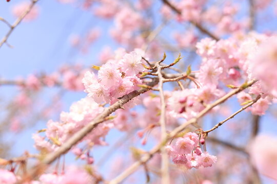 満開の八重紅しだれ桜-のどかな春のイメージ