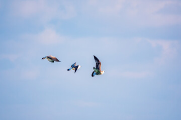 Three sea gulls fly in the clear blue sky