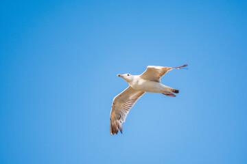 The European herring gull, Larus argentatus, flying in the clear blue sky.