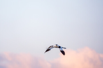 Water bird pied avocet, lat. Recurvirostra avosetta, flies over the lake. The pied avocet is a large black and white wader with long, upturned beak