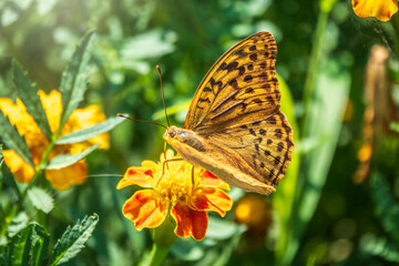 The dark green fritillary butterfly collects nectar on flower. Speyeria aglaja is a species of butterfly in the family Nymphalidae.