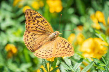 The dark green fritillary butterfly collects nectar on flower. Speyeria aglaja is a species of butterfly in the family Nymphalidae.