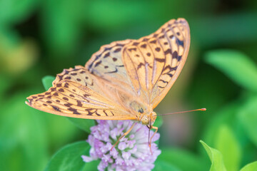 The dark green fritillary butterfly collects nectar on flower. Speyeria aglaja is a species of butterfly in the family Nymphalidae.