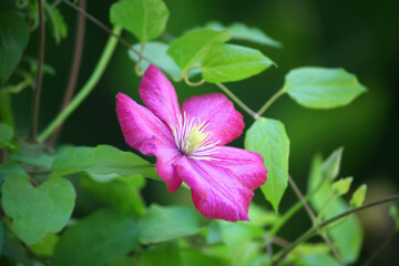 Garden Flower