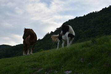 Wild Horses