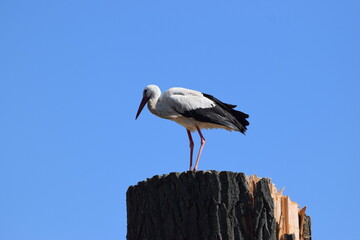 Storch