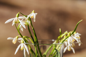 bouquet of Carpathians snowdrop flowers. background backdrop. macro