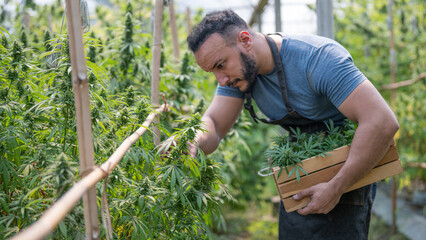 A portrait of a researcher in an apron carries a wooden box and collects samples of legally grown cannabis plants and hemp inflorescences in greenhouses for inspection