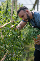 A portrait of a researcher in an apron carries a wooden box and collects samples of legally grown cannabis plants and hemp inflorescences in greenhouses for inspection