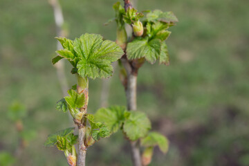 Bush of currant berry with young leaves