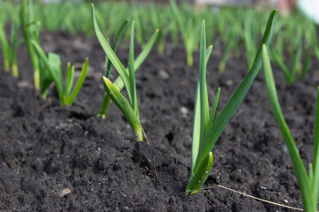 Bushes of green young garlic, spring time