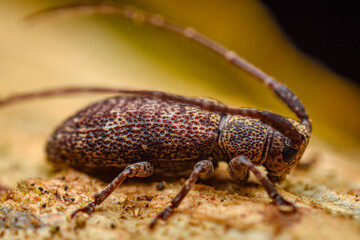Fototapeta premium brown beetle, root weevil, close up shot of a brown beetle on a branch
