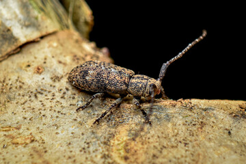 brown beetle, root weevil, close up shot of a brown beetle on a branch
