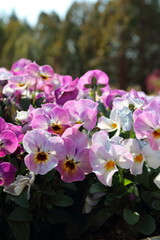 Obraz premium 春の花 スミレの花壇 Spring flower violet