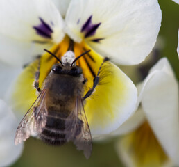 bee on flower
