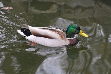 Obraz premium Portrait of wild duck mallard (male) swimming in the park lake. Wild birds outdoors photo