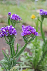 Obraz premium Limonium sinuatum