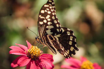 Fototapeta na wymiar Butterfly resting on a flower closeup with wings open