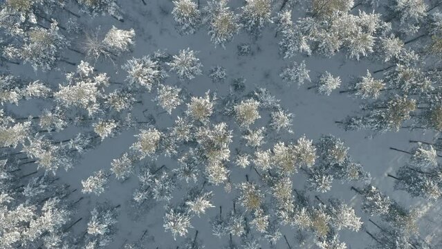 Aerial view winter forest background. landscape of pine trees covered. High quality 4k footage
