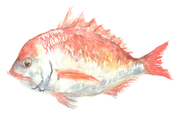 水彩で描いた鯛のイラスト - obrazy, fototapety, plakaty