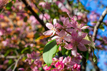 Blooming apple tree in spring. Lots of pink apple blossoms. Bokeh. Blooming garden.