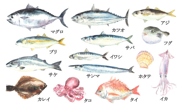 水彩で描いた魚介類のイラストセット