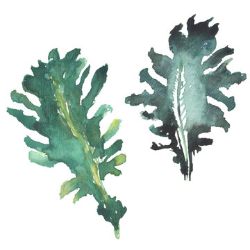 茎わかめ の画像 429 件の Stock 写真 ベクターおよびビデオ Adobe Stock