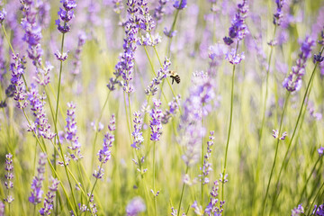 Bee in a lavender field