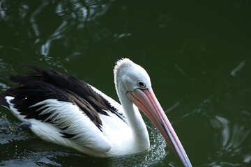 pelican on the water