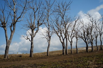 Fototapeta na wymiar Dried trees in the Lolomogho Loura hill area of the Southwest Sumba border route with West Sumba.