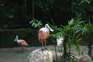 Spoonbill in forest