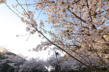 桜満開の阿木川ダム