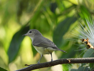 Chipe peregrino (Oreothlypis peregrina) posado en árbol, alimentándose.