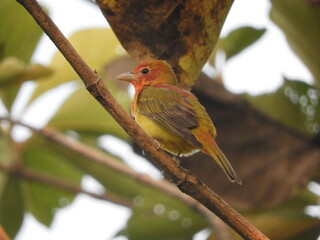 Piranga roja (Piranga rubra) mudando plumaje, posada en la rama de un árbol.