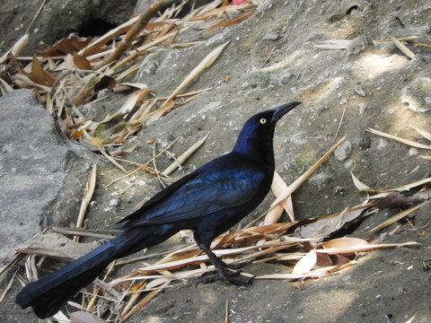Zanate mayor (Quiscalus mexicanus) en el r&iacute;o.