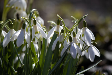 snowdrops bloom in early spring