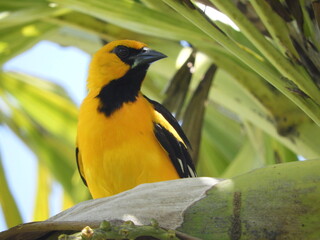 Calandria Dorso Negro Mayor (Icterus Gularis) posada de frente.