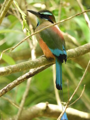 Momoto cejas azules ( Eumomota superciliosa ) de perfil posado en un árbol.