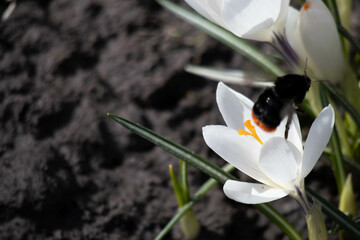 A bumblebee moves from a white crocus flower to another flower