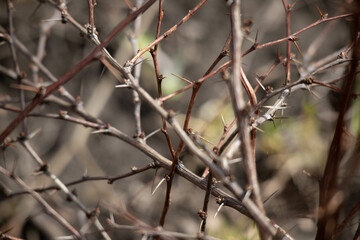 Brown branches of barberry with large sharp thorns. Curved branch of barberry close-up on a blurred...