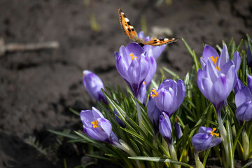 Butterfly Peacock eye sits on a white crocus