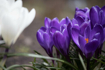 Purple and white crocuses bloom in spring