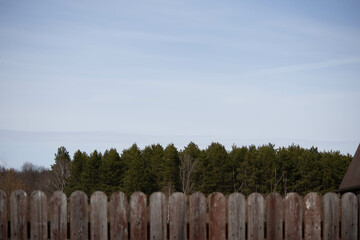 Behind the wooden fence is a forest of pine and spruce. Sky, forest and fence. High quality photo