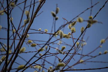 spring in the sky