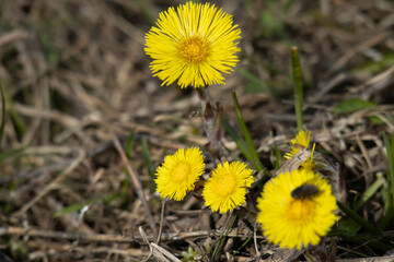 coltsfoot blooms in spring