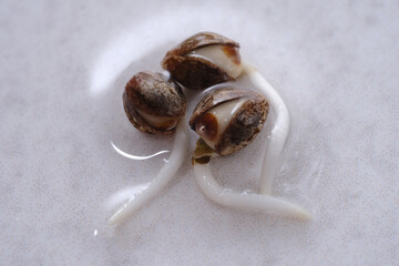 Fresh weed seedlings. Young cannabis sprouts on white background. Close up view of marijuana seeds. Hemp cultivation. Growing concept.