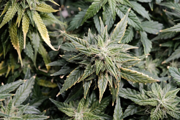 Cannabis blooms close-up, macro view. Harvest time, grow ripe, fertilizer overdose. Blooming buds with yellow trichomes, growing concept.